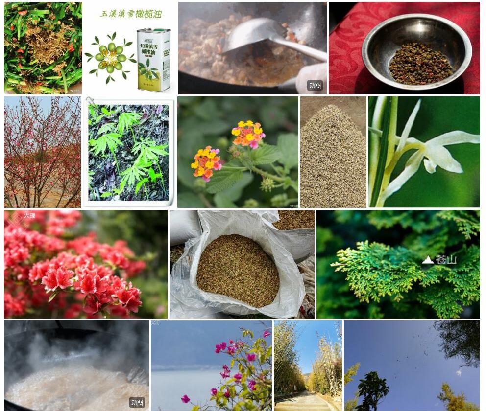 滇雪花照片和图片/