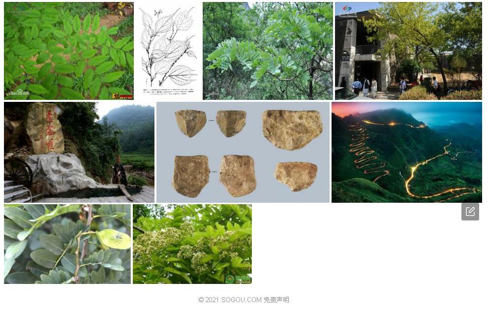 滇黔黄檀照片和图片/