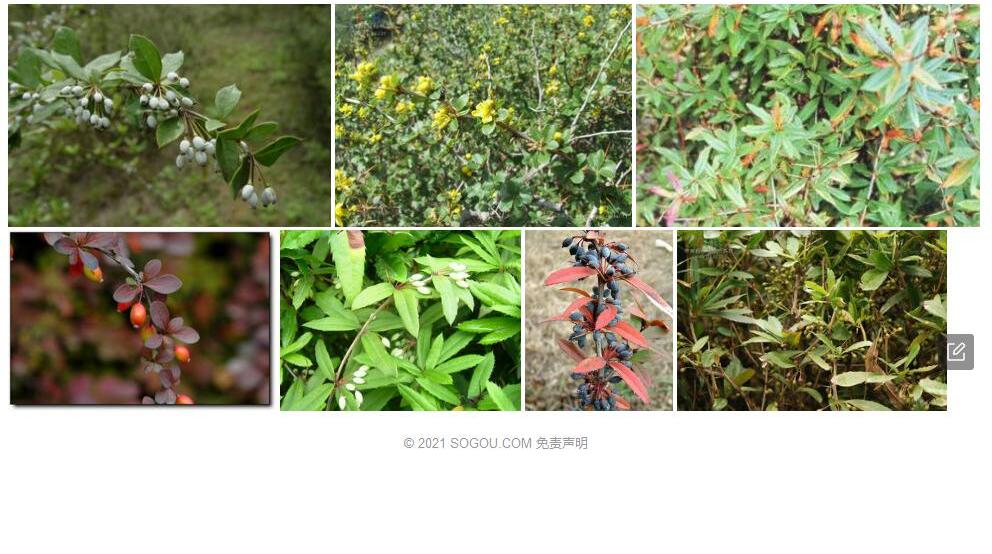 滑叶小檗照片和图片/