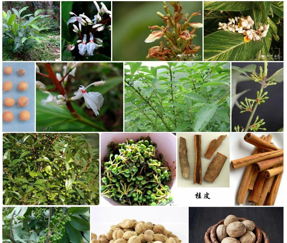 滑叶山姜照片和图片/