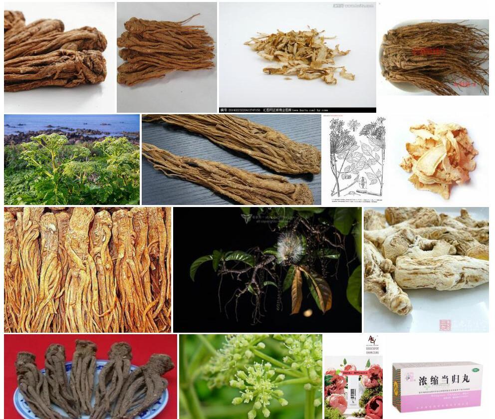 滨当归照片和图片/