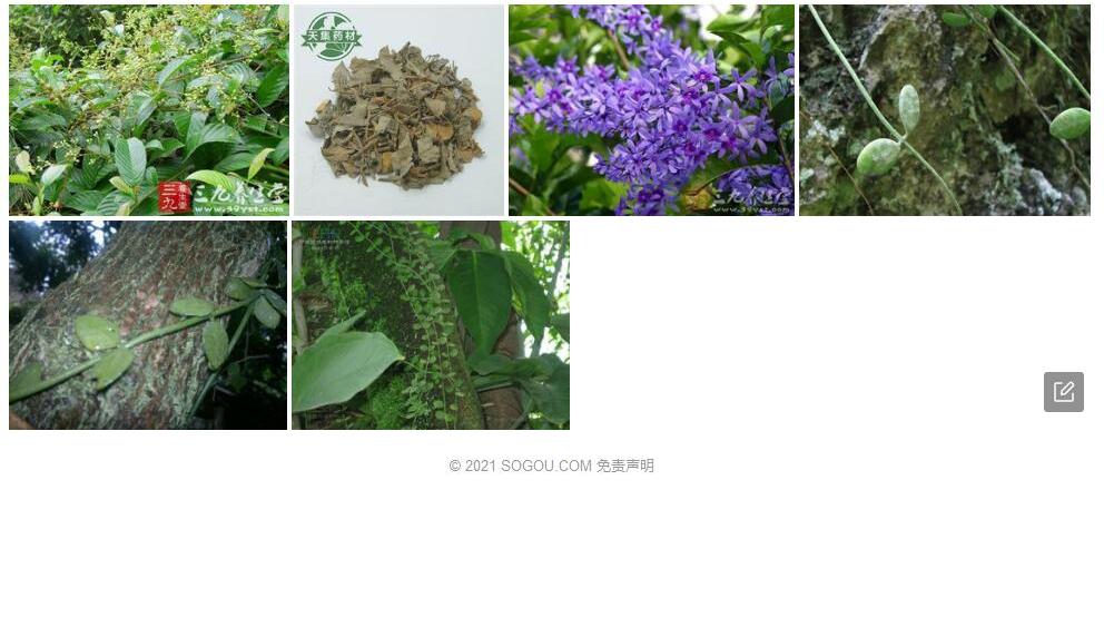滴锡藤照片和图片/