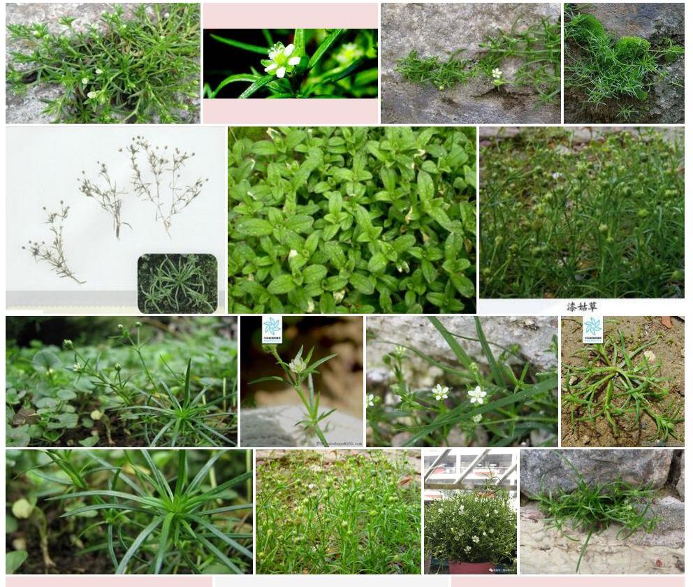 漆姑草照片和图片/