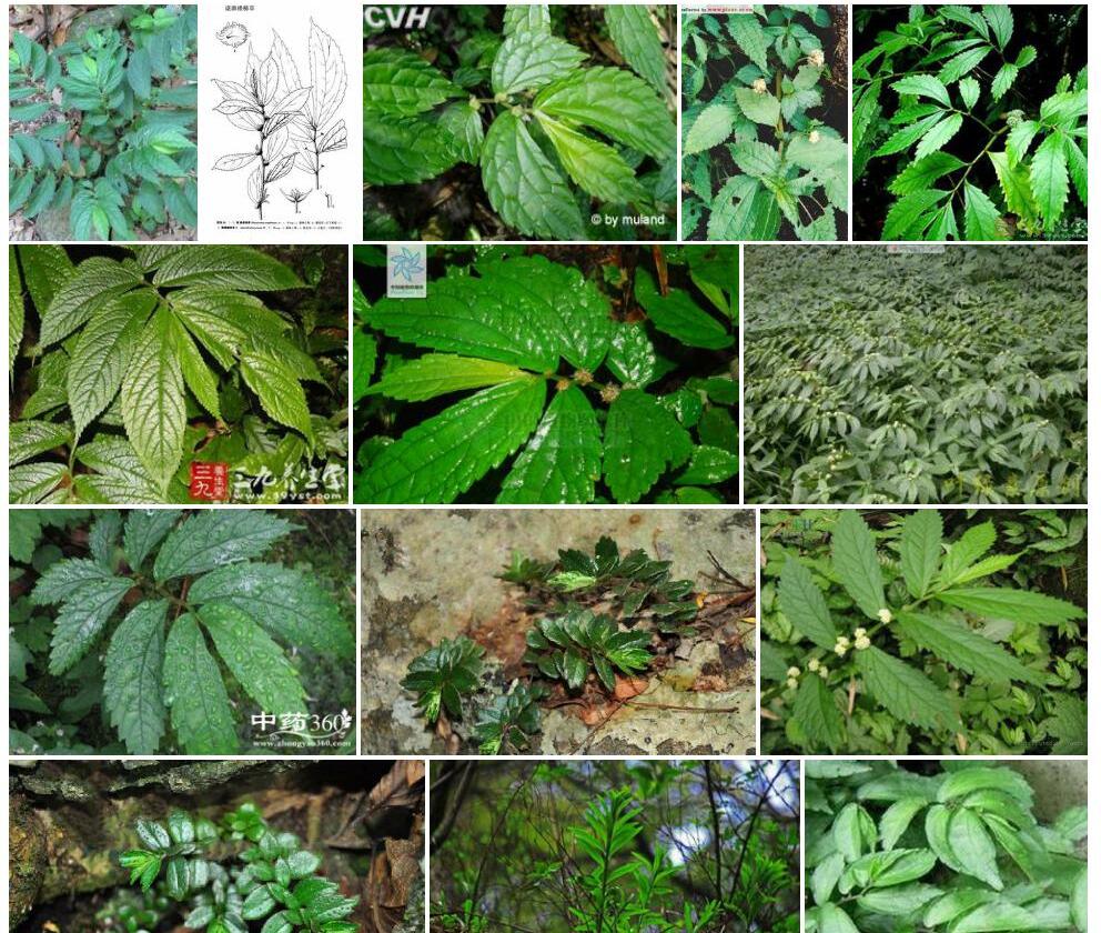 漾濞楼梯草照片和图片/