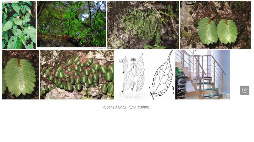 潞西楼梯草照片和图片/