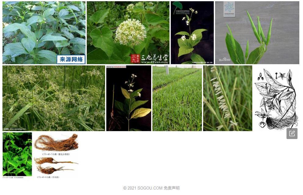 潮风草照片和图片/