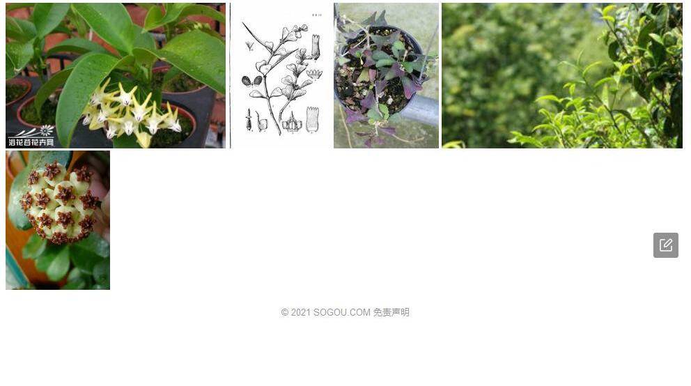 澜沧球兰照片和图片/