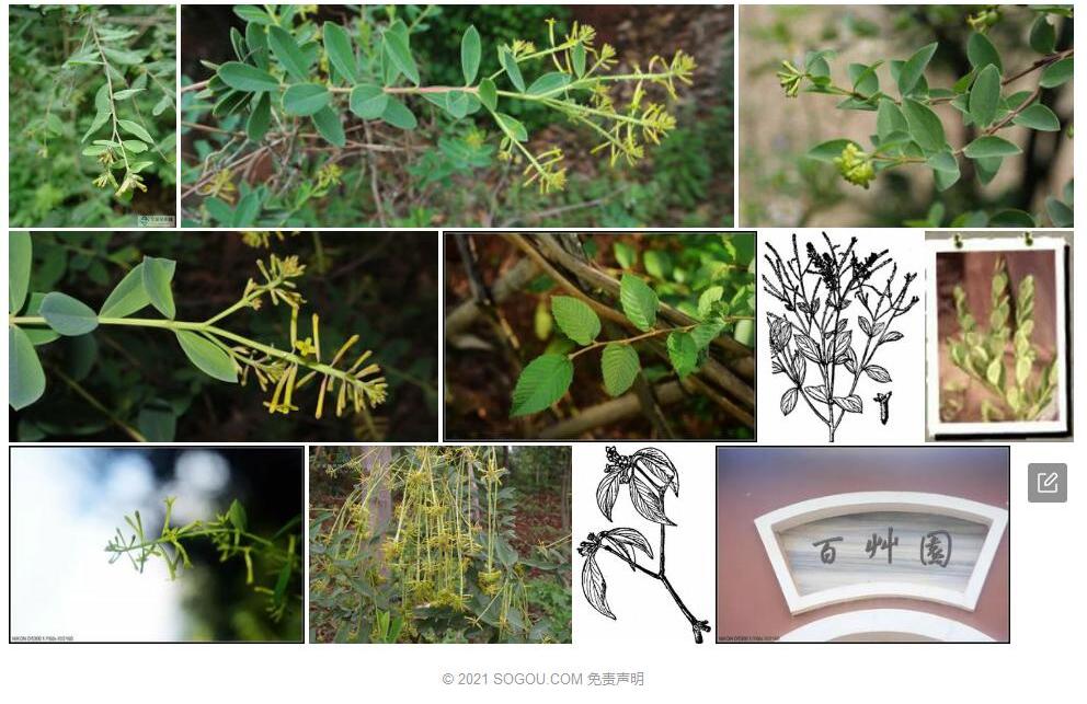 澜沧荛花照片和图片/