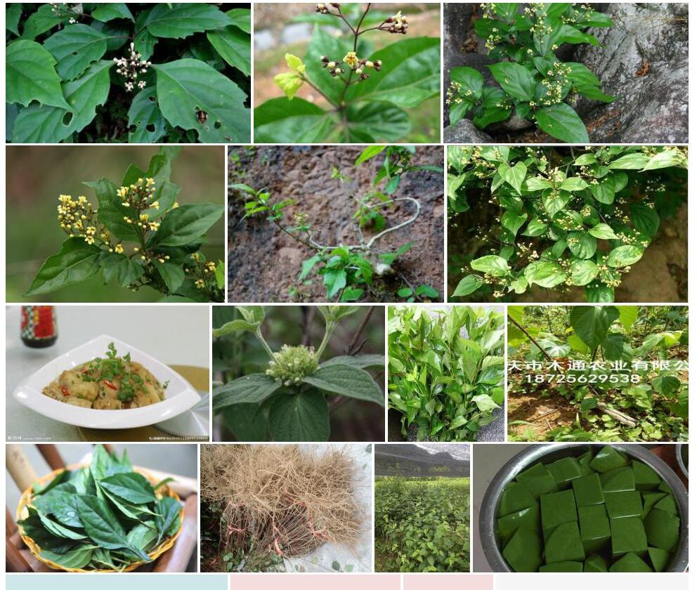 澜沧豆腐柴照片和图片/