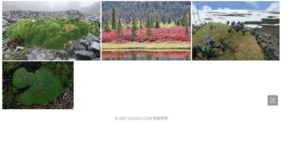澜沧雪灵芝照片和图片/
