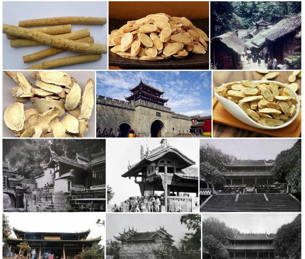 灌县黄耆照片和图片/