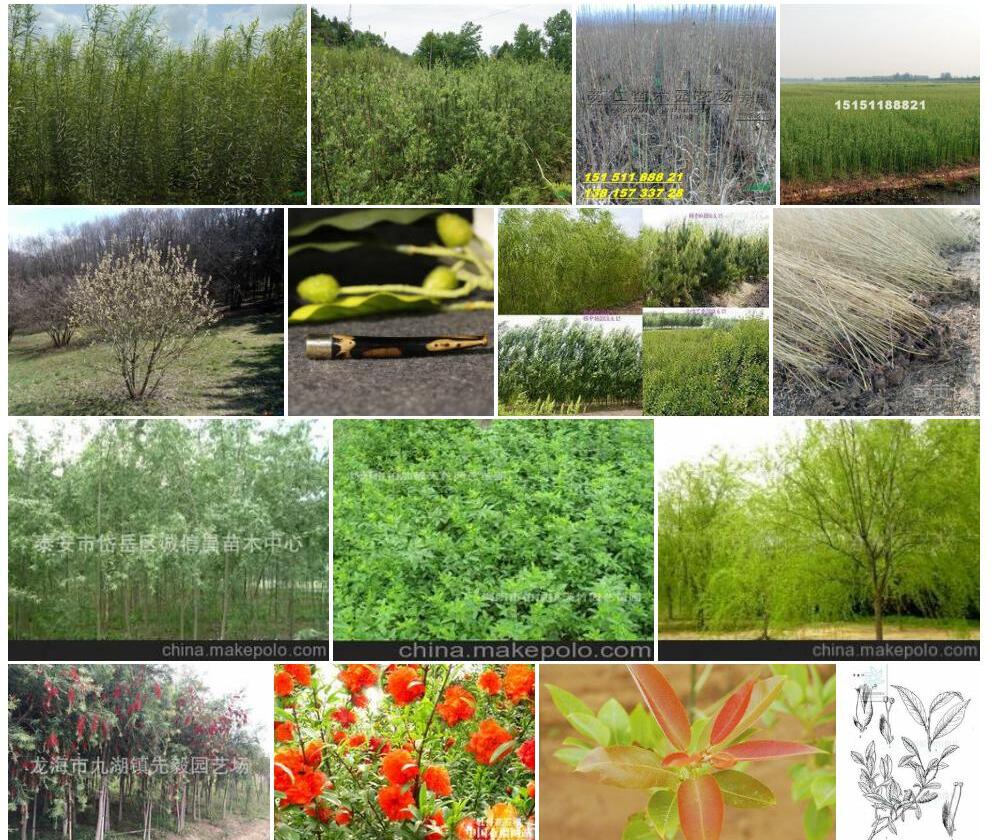 灌木柳照片和图片/