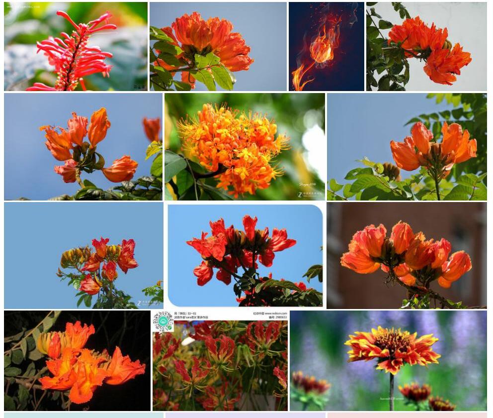 火焰花照片和图片/