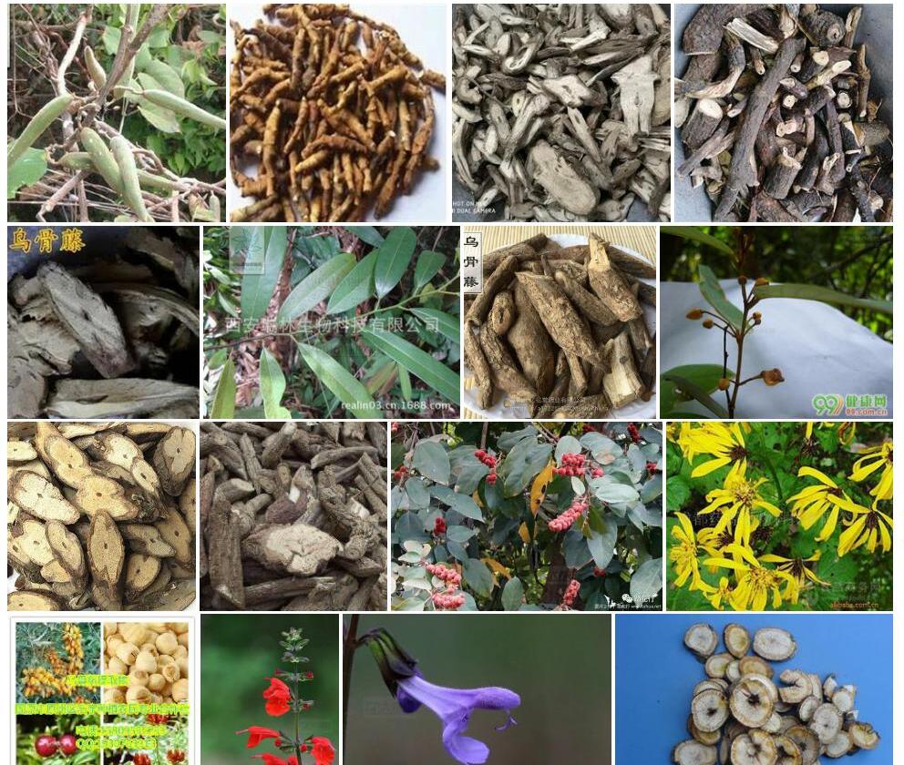 火索藤照片和图片/