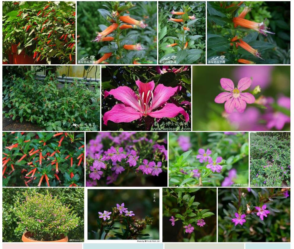 火红萼距花照片和图片/