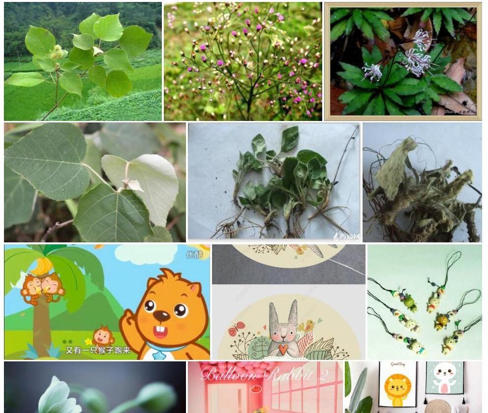 灯台兔儿风照片和图片/