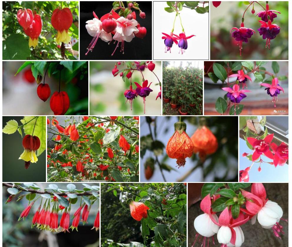 灯笼花照片和图片/