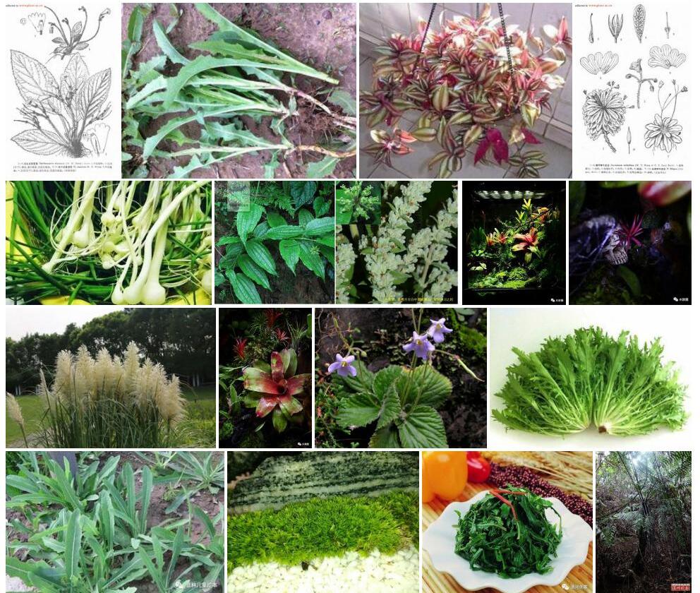 灰叶后蕊苣苔照片和图片/