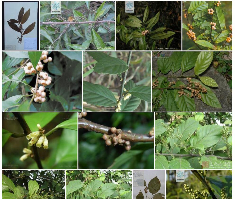 灰叶杜茎山照片和图片/