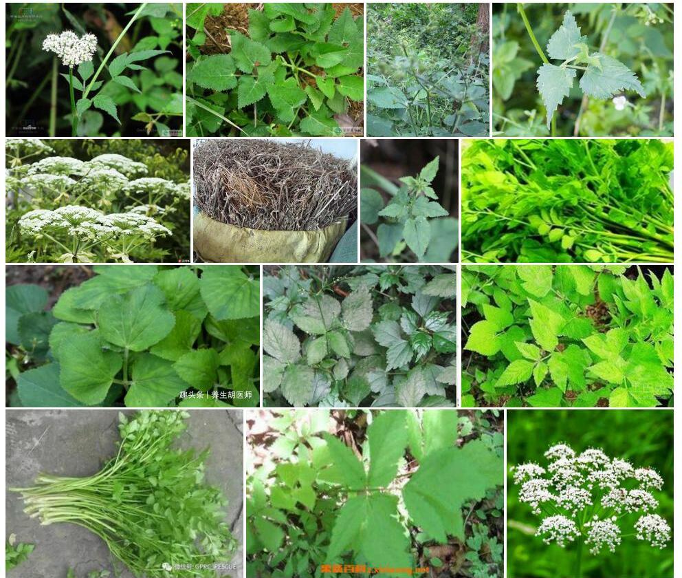灰叶茴芹照片和图片/