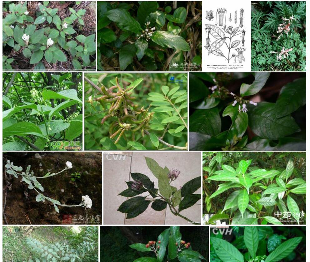 灰叶蛇根草照片和图片/
