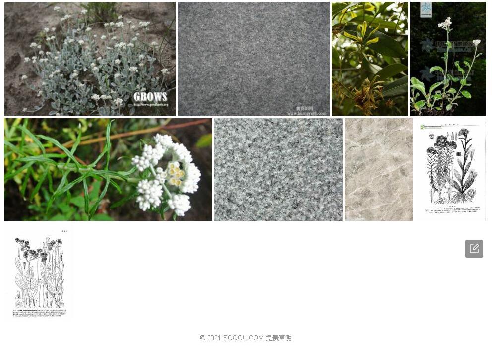 灰叶香青照片和图片/