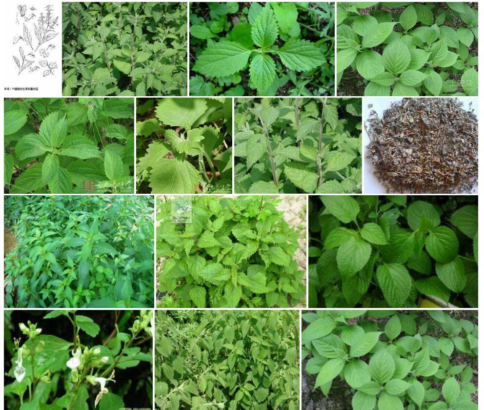 灰岩香茶菜照片和图片/