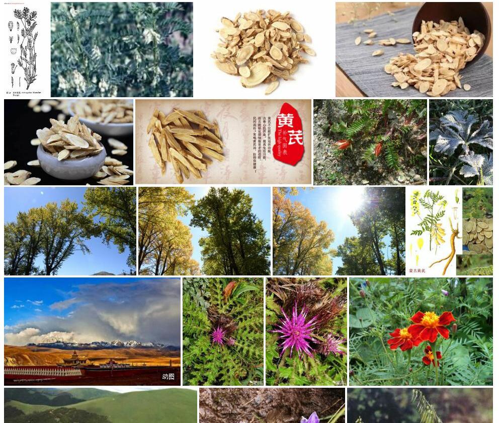 灰毛康定黄耆照片和图片/