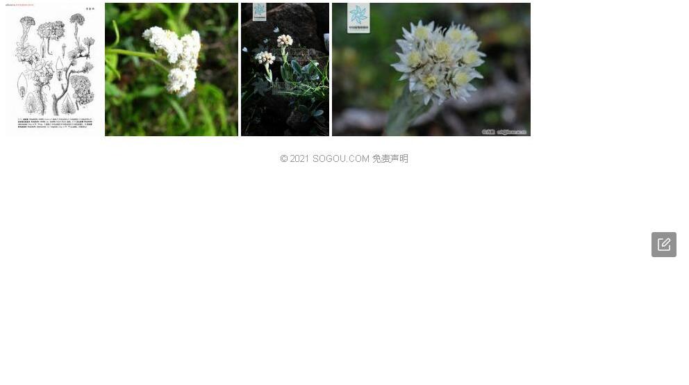 灰毛香青照片和图片/
