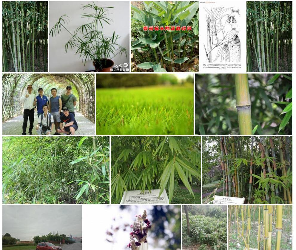 灰水竹照片和图片/