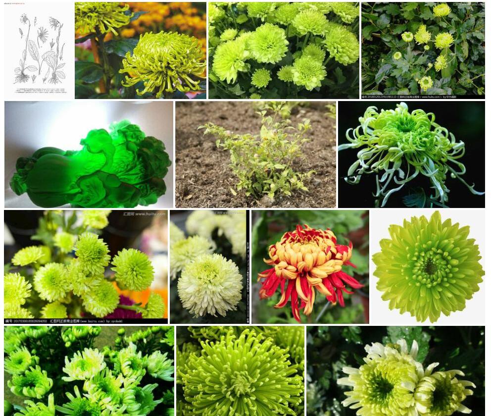 灰绿垂头菊照片和图片/