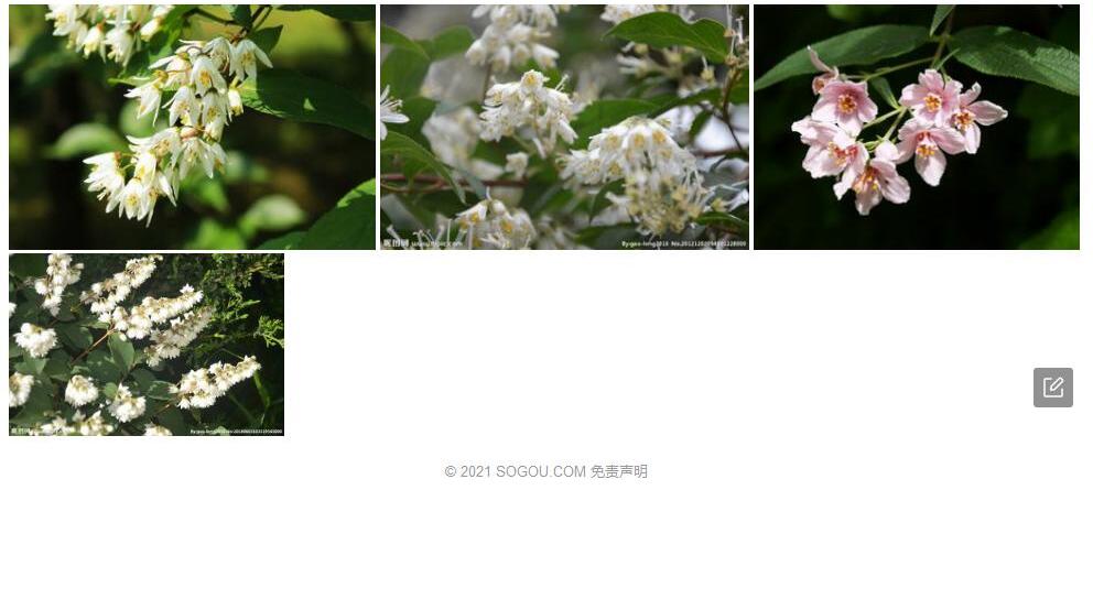 灰绿溲疏照片和图片/