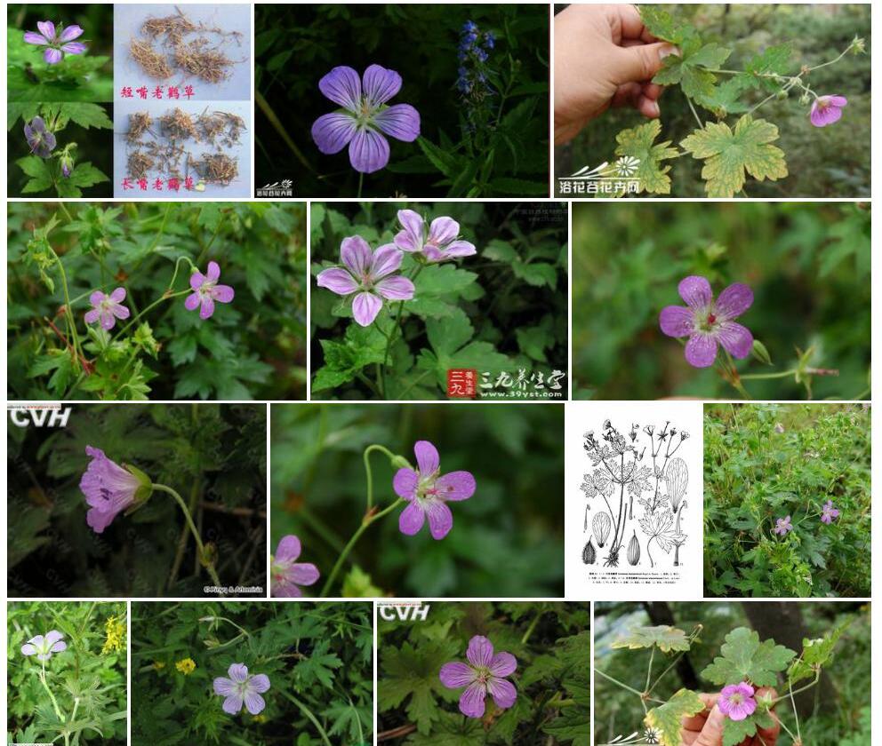 灰背老鹳草照片和图片/