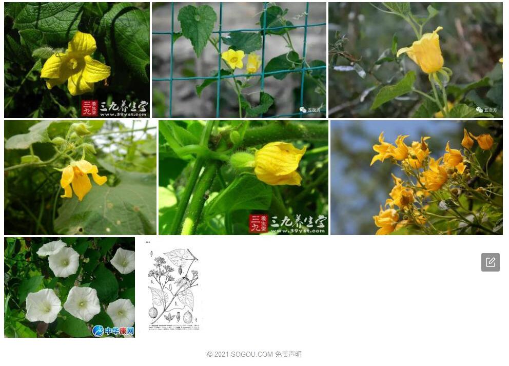 灰赤瓟照片和图片/