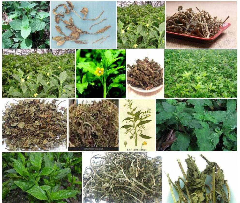 灵香草照片和图片/