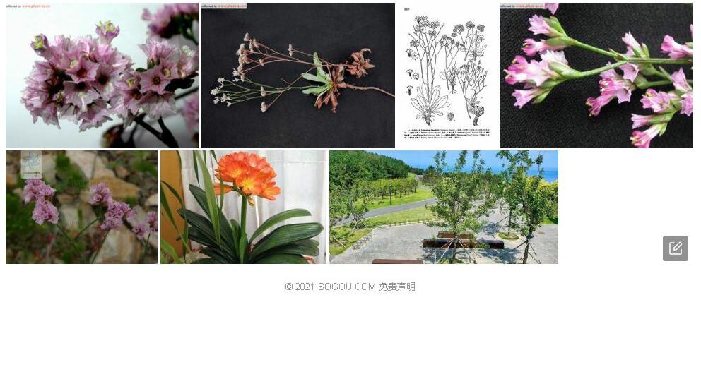 烟台补血草照片和图片/