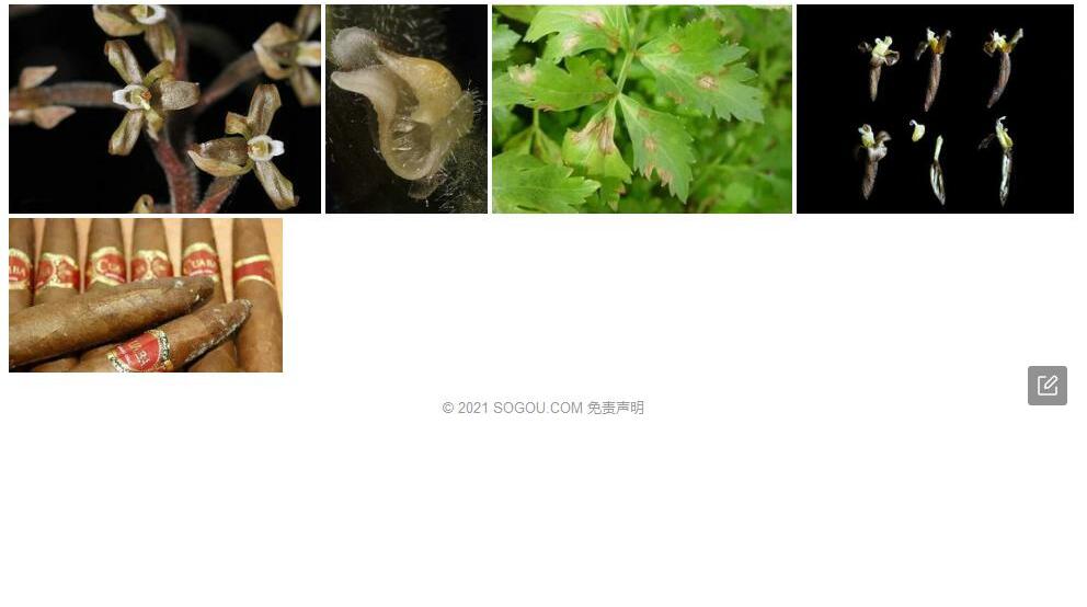 烟色斑叶兰照片和图片/