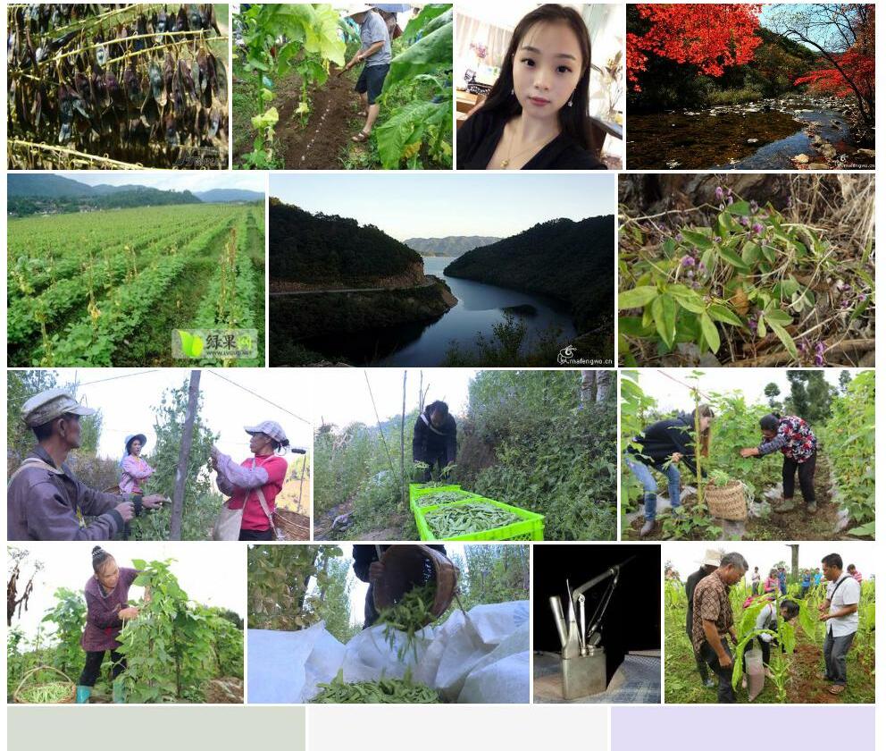 烟豆照片和图片/