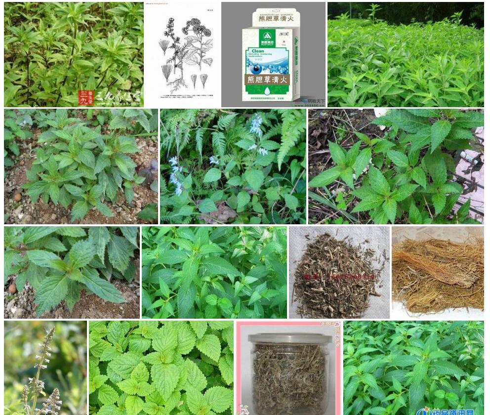 熊胆草照片和图片/