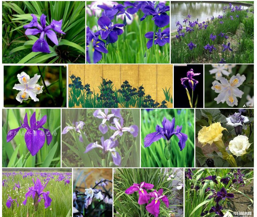 燕子花照片和图片/