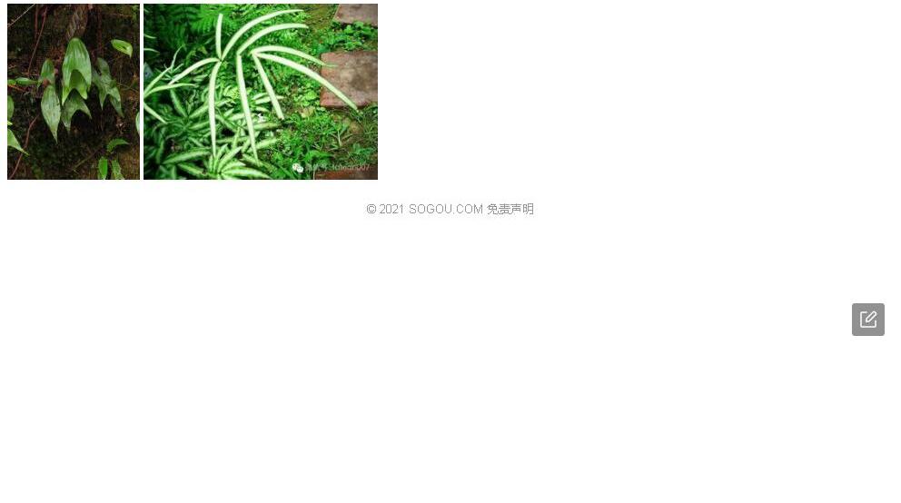 燕尾叉蕨照片和图片/