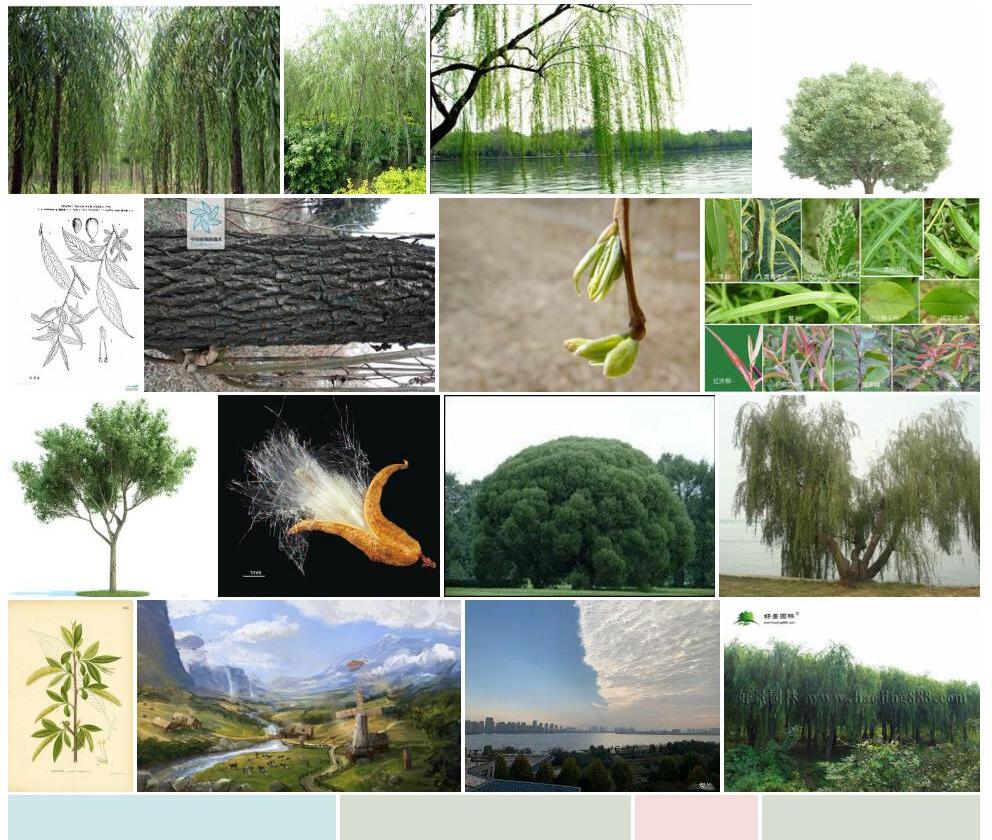 爆竹柳照片和图片/