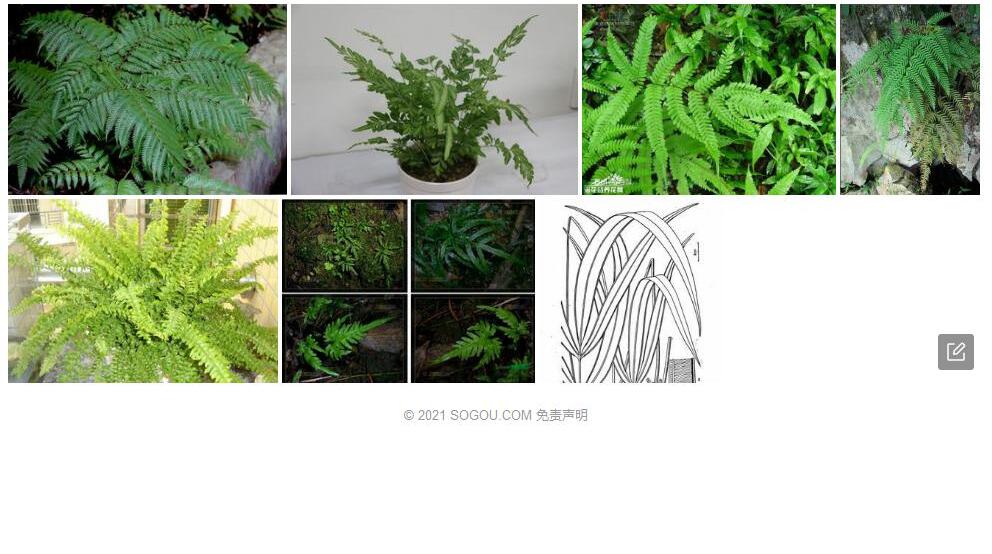 爪哇凤尾蕨照片和图片/