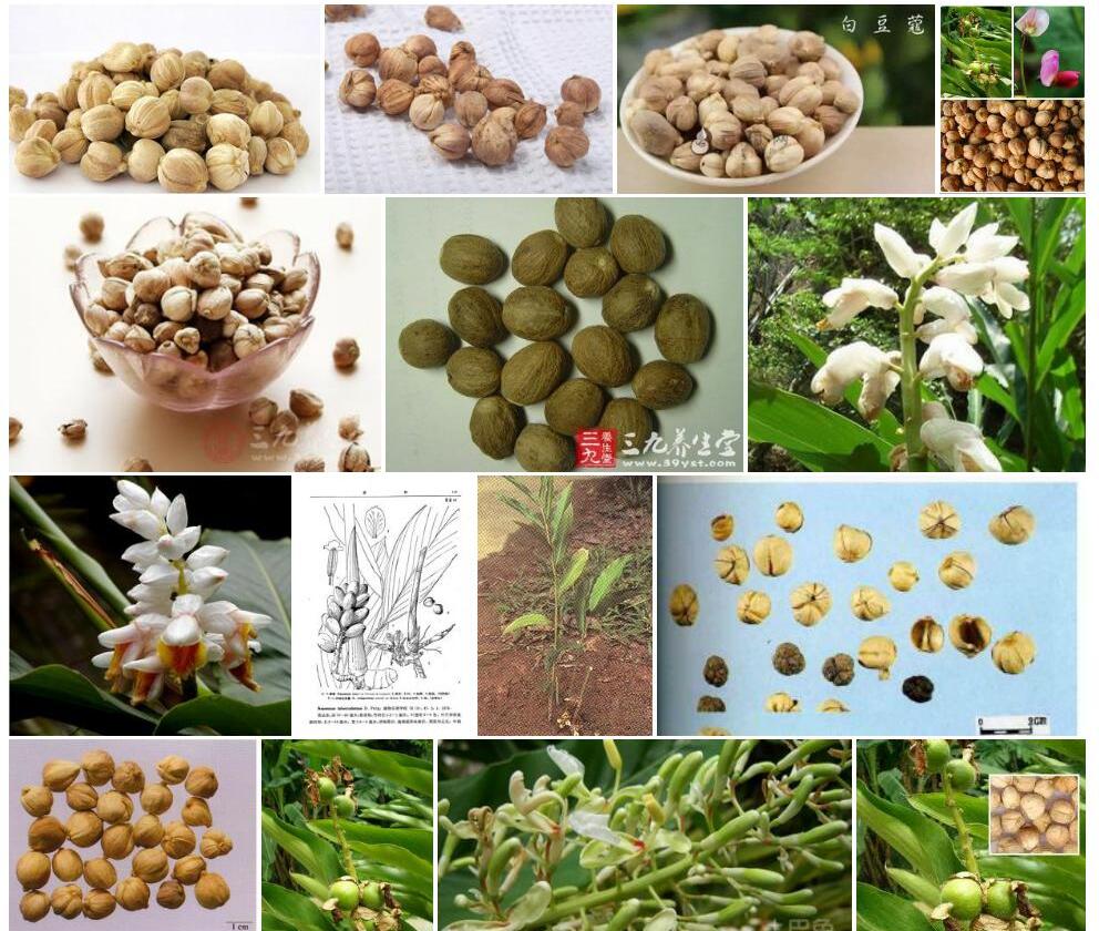 爪哇白豆蔻照片和图片/