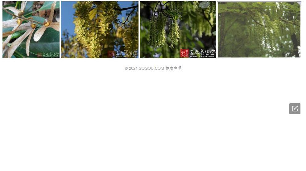 爪哇黄杞照片和图片/
