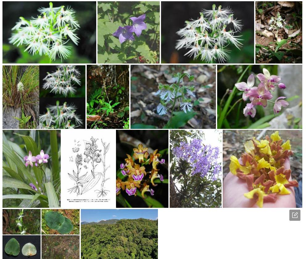 版纳玉凤花照片和图片/
