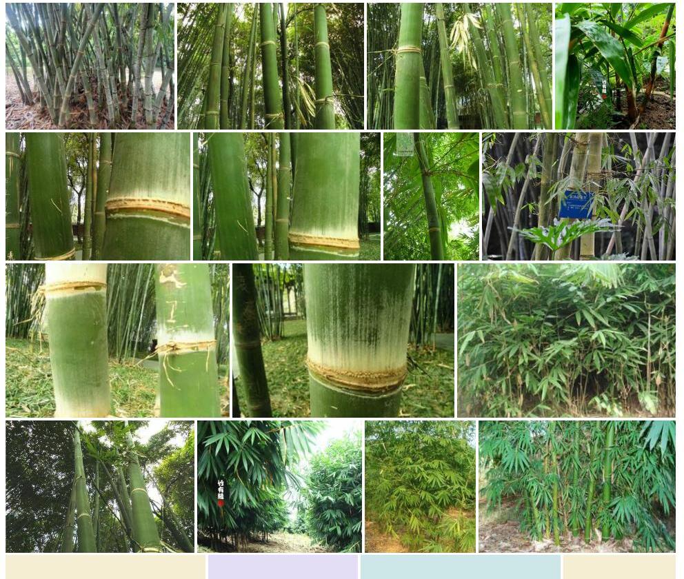 版纳甜龙竹照片和图片/