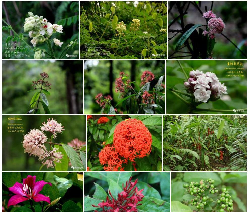 版纳龙船花照片和图片/