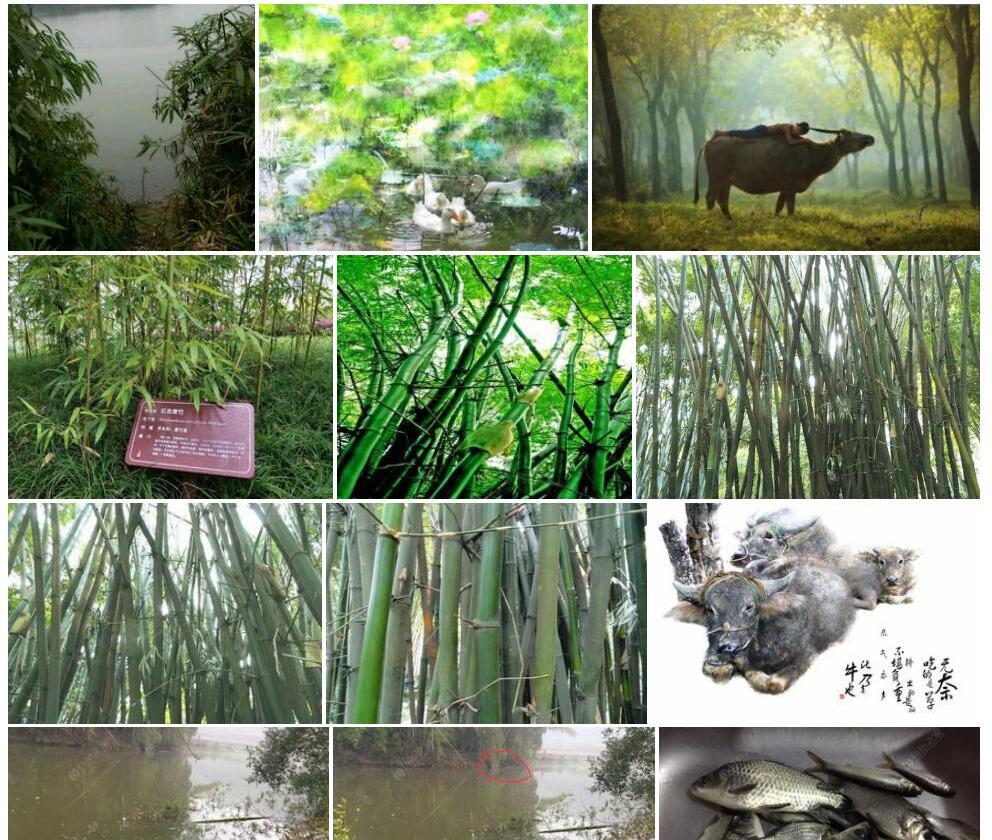 牛儿竹照片和图片/