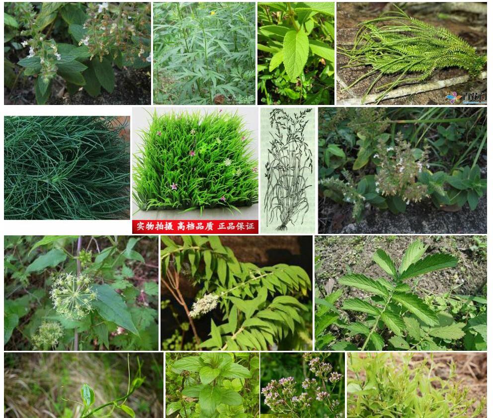 牛尾草照片和图片/